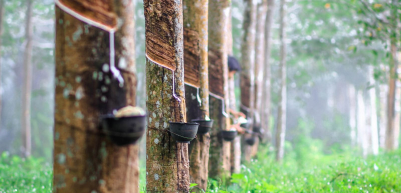 Rubber market ends higher thanks to regional futures markets’ strength