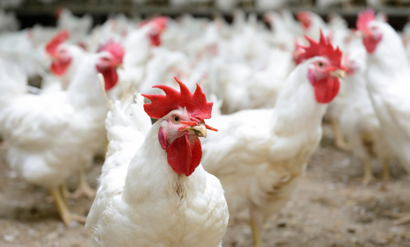 Fowl play: chicken shortage result of multiple govt cock-ups, farmer claims