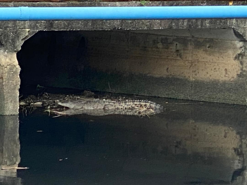 Sabah croc sighting animates social media