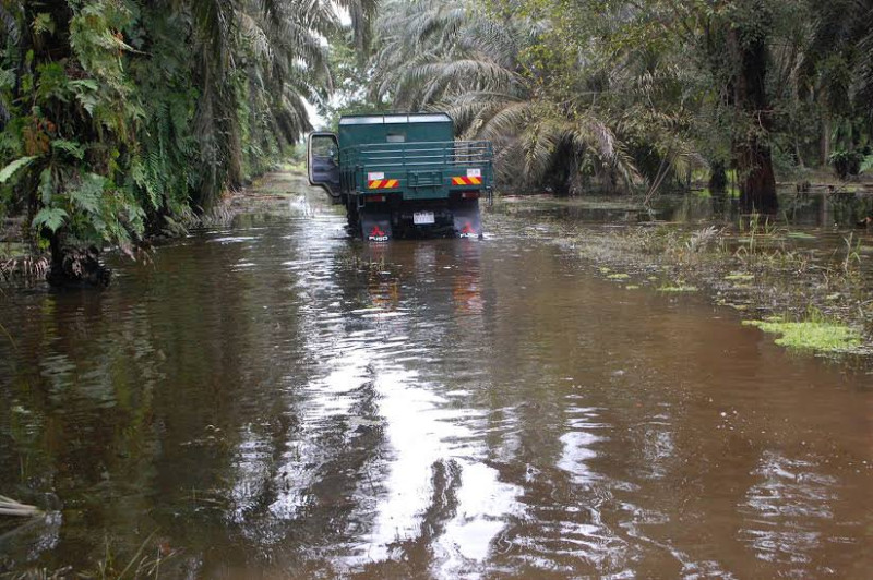 Newborn girl with Down syndrome found in Bera oil palm plantation