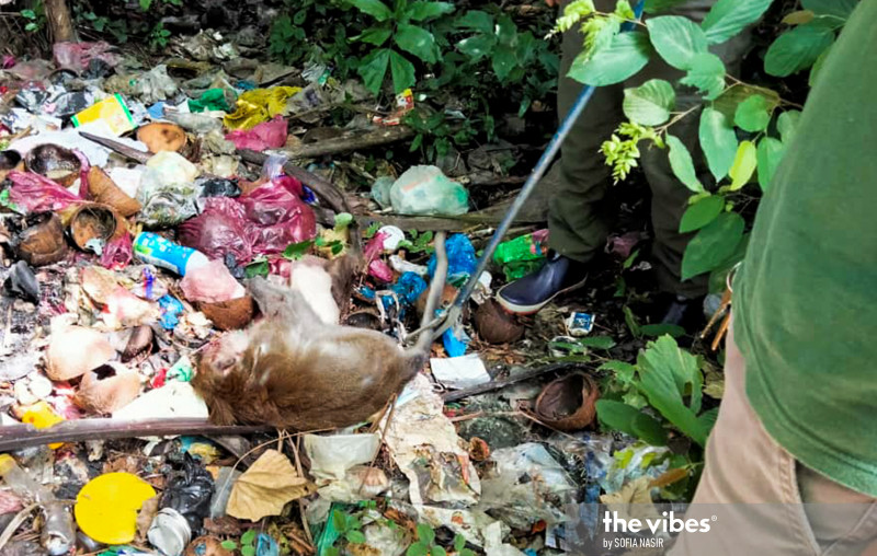 Wild monkey shot dead after biting baby boy