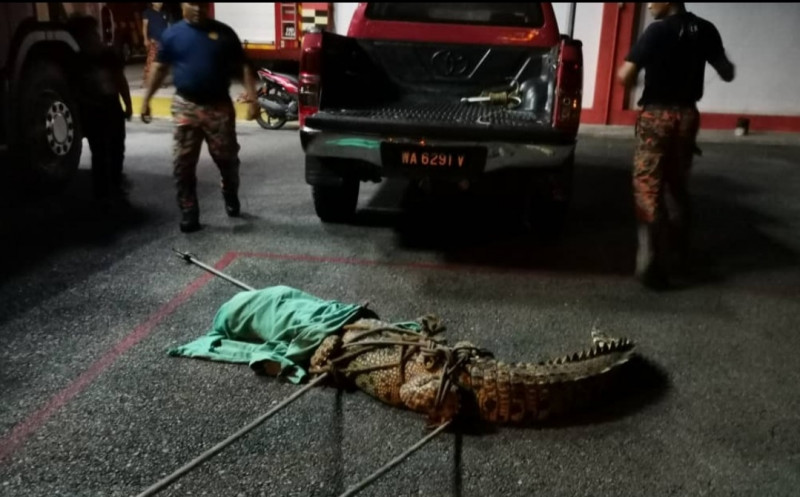 Floods bring crocs into S’wak villages
