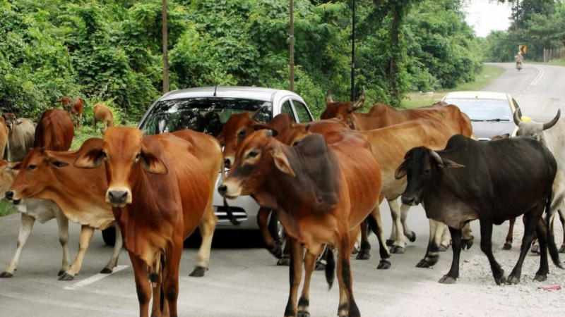 ‘Those who allow livestock to roam untended must face stern action’