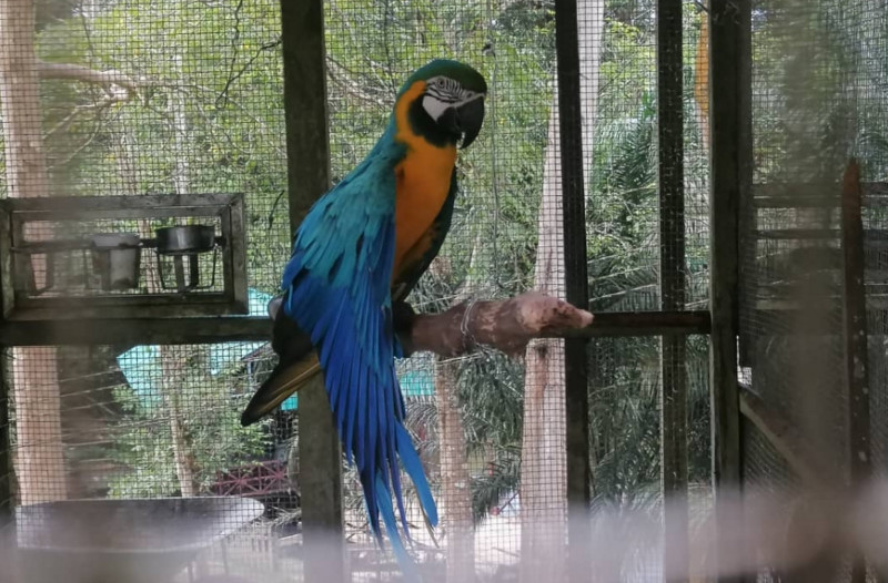 Man, 68, arrested for trapping rare wildlife species
