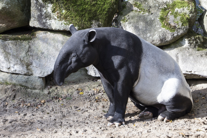 Another tapir ends up as roadkill in Kelantan