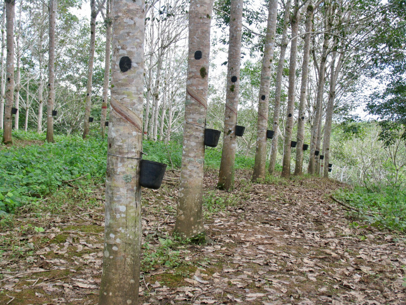 January rubber production incentive activated