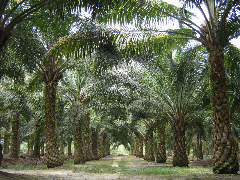 WTO rules against EU’s delegated act, deems it discriminatory towards M’sian palm oil biofuels