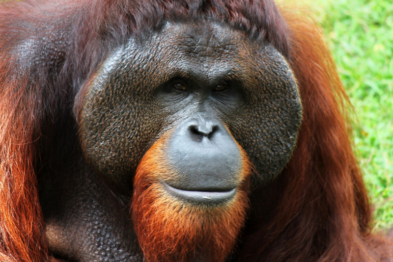 Please talk to experts: conservationists pan Zuraida’s orangutan comments