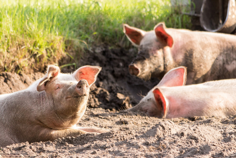 88 pigs infected with African swine fever culled in Kerian