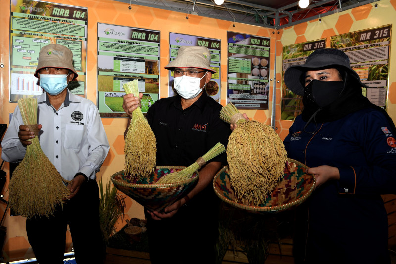 2 new padi seeds will grow M’sia’s food supply