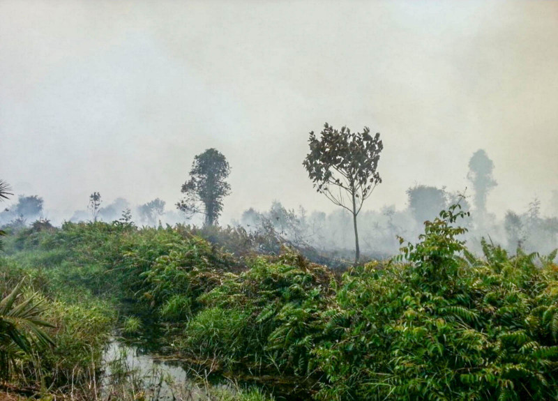 S’wak alert level lights up over forest fires