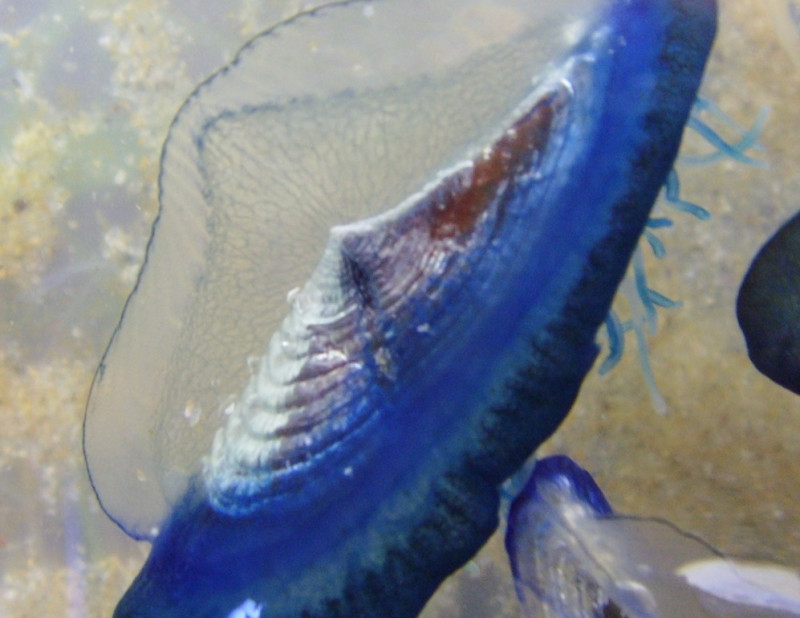 Don’t touch the pretty jellyfish, Terengganu public warned