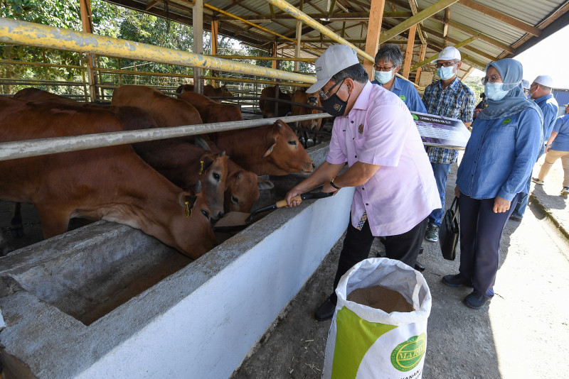 500kg cattle possible with Mardi’s latest livestock feed