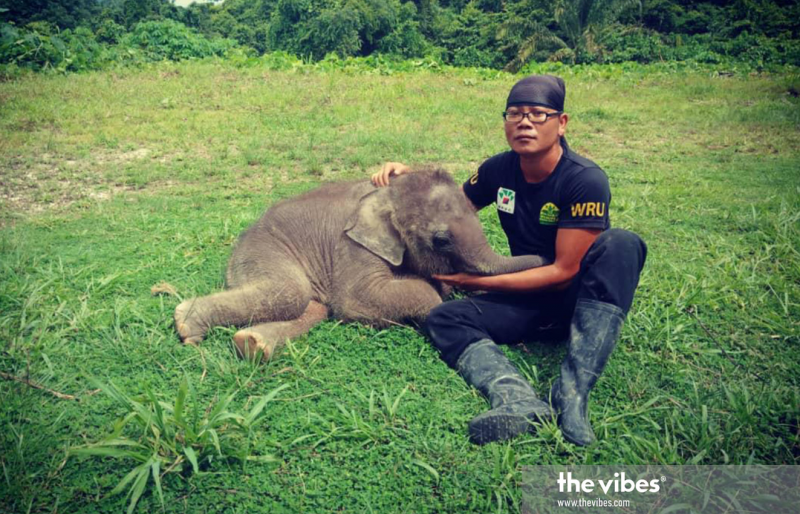 Quietus for elephant rescued by Sabah Wildlife Dept after treatment fails