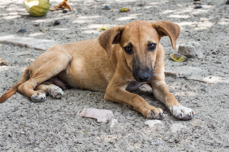 Why continue killing stray dogs if it’s ineffective, asks Sarawak DAP woman