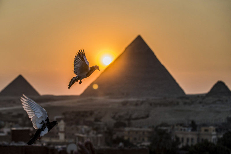 Passion for pigeons persists in Arab world
