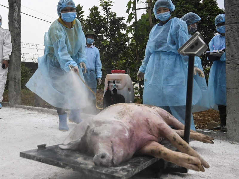 Dozens of dead pigs wash up in northern China river