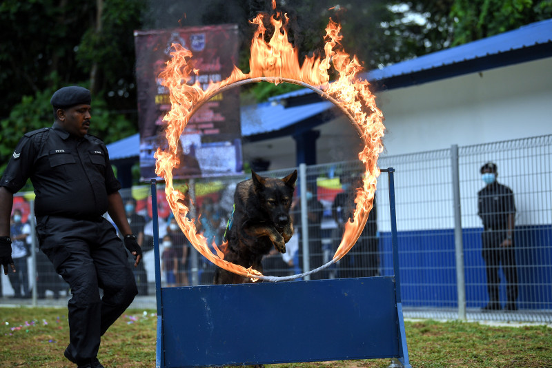 Langkawi K-9 corps to take a bite out of crime: IGP