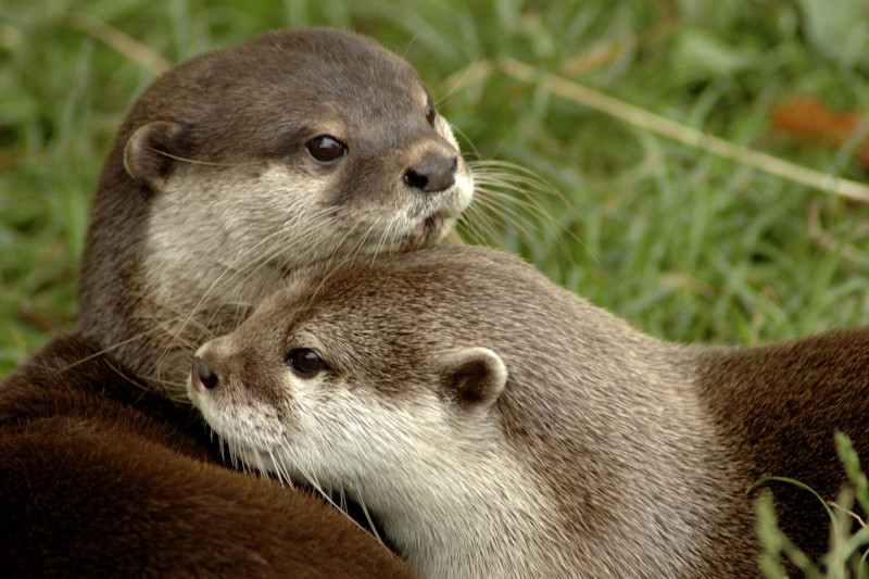 Covid-19 hits otters at Atlanta aquarium