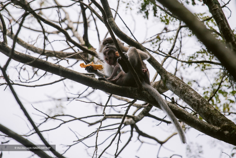 Unusual monkey malaria cases reported in Sabah