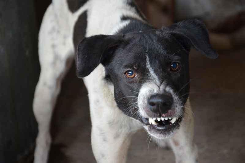 Two more areas in S’wak declared rabies-infected, says Vet Dept