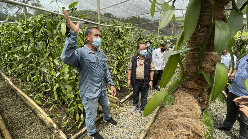 Vanilla potential cash cow for Sabah, says Jeffrey Kitingan  