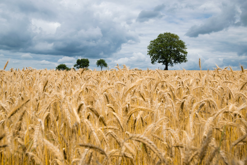 Australia presses WTO barley case against China