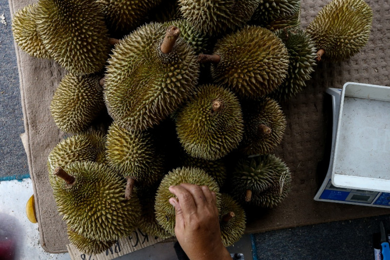 Durian royal Amid Raub