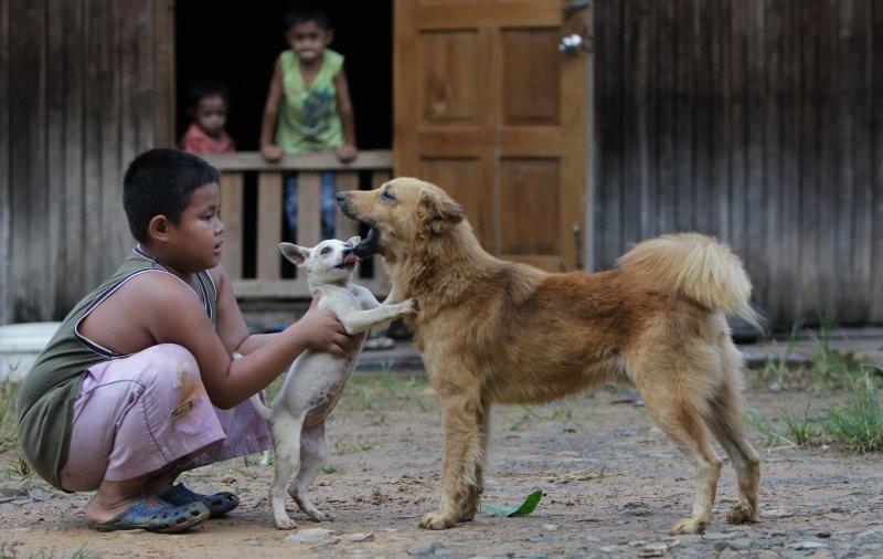 Rabies kills ten-year-old boy in Kuching