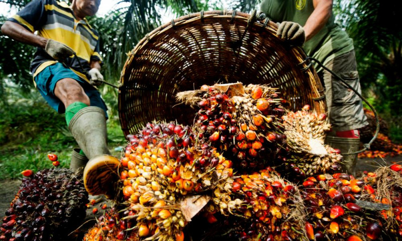 Palm Oil Industry Players Must Comply With MSPO 2022 MPOB Business   20210611 Palm Oil Kernels Wwf International Pic 