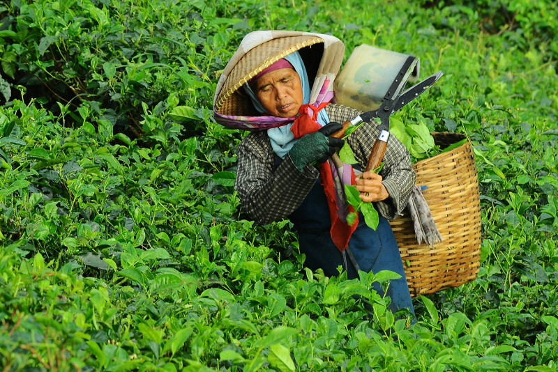 Automation crucial to address labour shortage in agro-food sub-sector: MPC