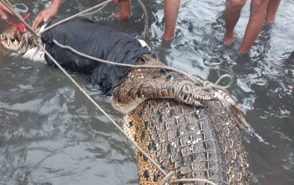 Rise in Sabah croc attacks caused by depleting food source: conservationist