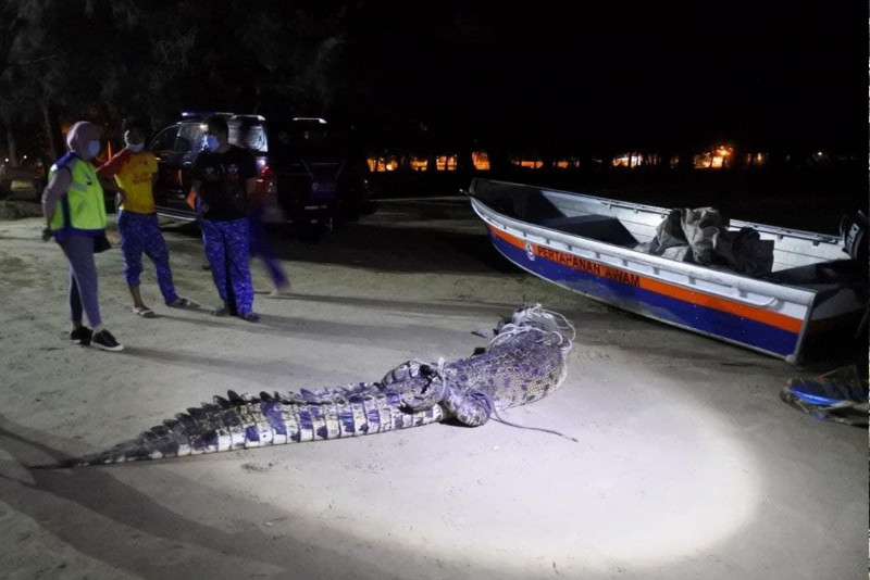 Colossal croc will be kept at Lok Kawi Wildlife Park for now: Sabah Wildlife Dept