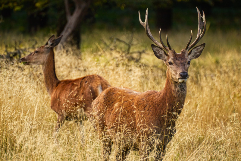 Nude Aussie sunbathers rescued, fined after deer run-in