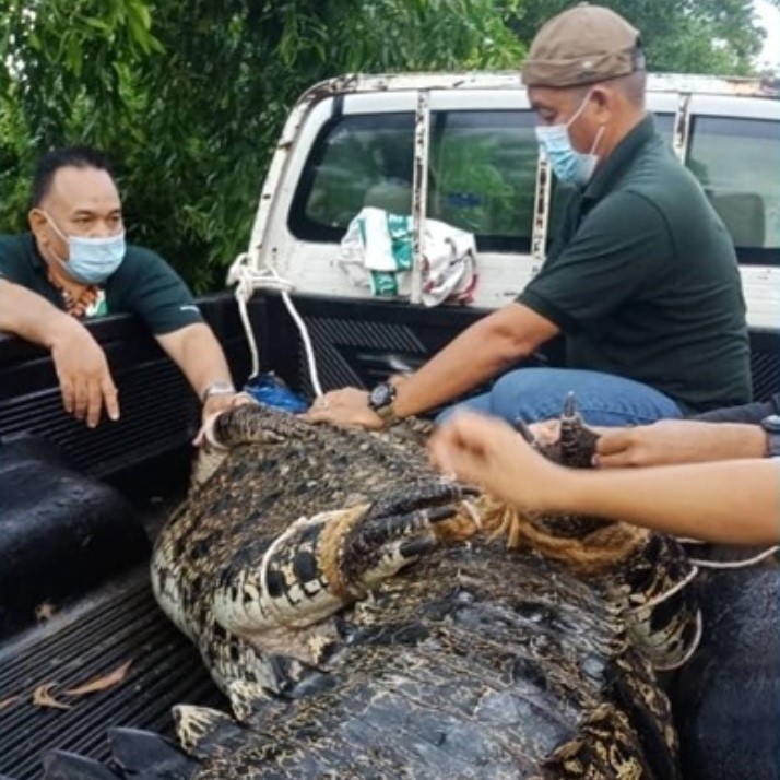 Mamat the saltwater croc finally caught in Terengganu