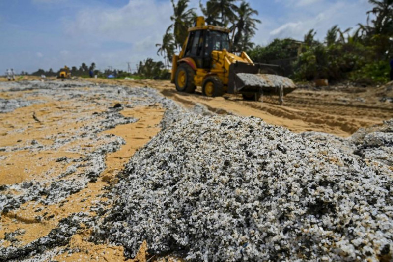 More turtles, dolphins, whales wash up dead on Sri Lankan shores as marine disaster worsens