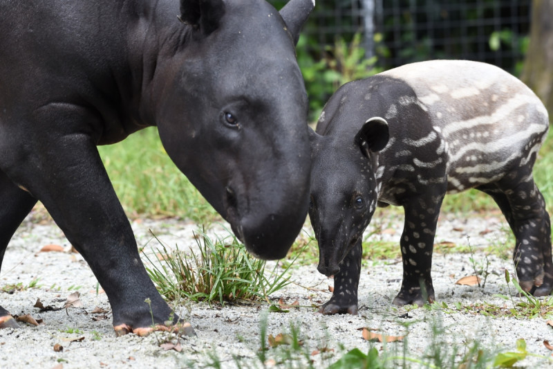 Endangered tapirs may be at risk after Kuantan mining project gets go-ahead