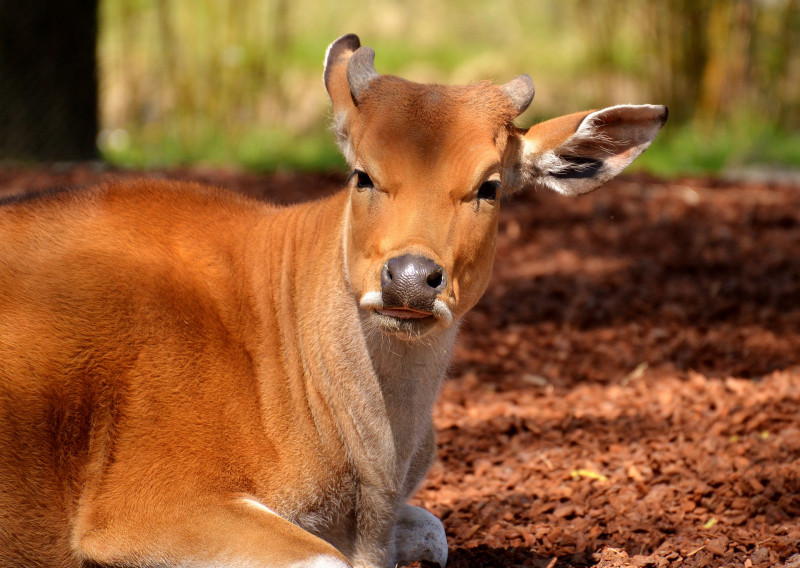 Kota Belud man found with bushmeat told to prove innocence