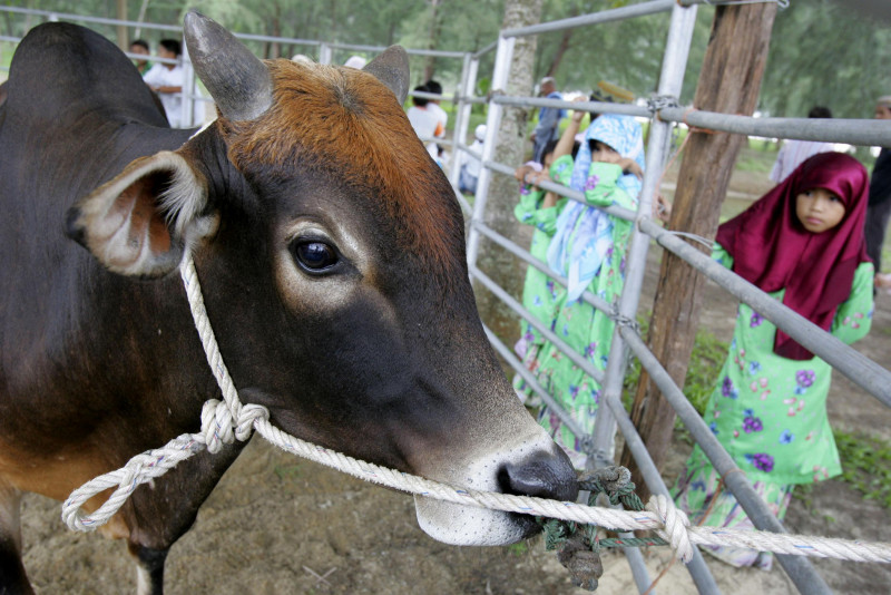 We will have cows: livestock sufficient despite halt of Thai imports, says deputy minister