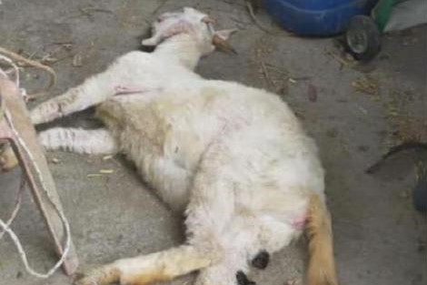 Goat dies after unnatural sex with senior citizen 