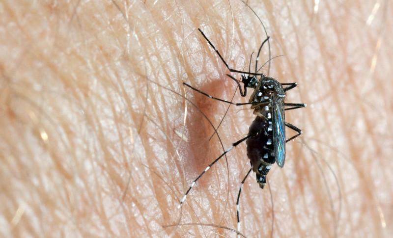 Dengue cases in Kedah record over 140% increase: state health director