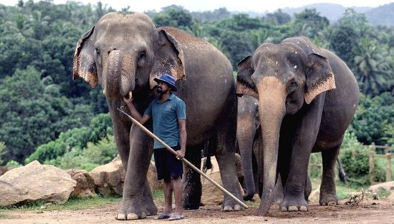 No more elephant ‘drink-driving’ under new Sri Lankan protection law