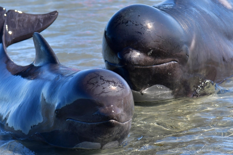 250 pilot whales die in remote New Zealand stranding