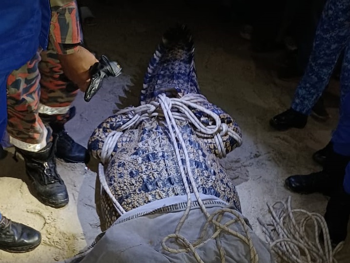 Firemen catch 4m-long, 500kg crocodile near Bagan Ajam jetty