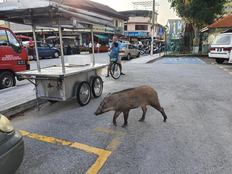 Lost wild boar shot dead at Penang’s Gurney Drive