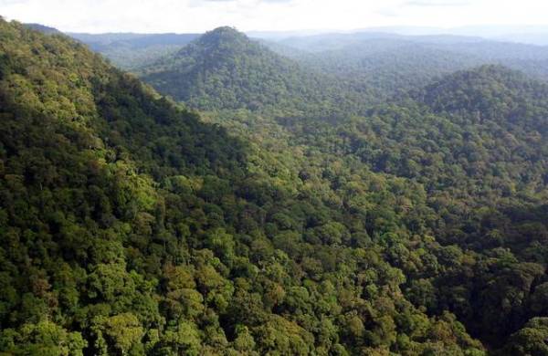 Sabah sets aside swathes of forest for carbon trading