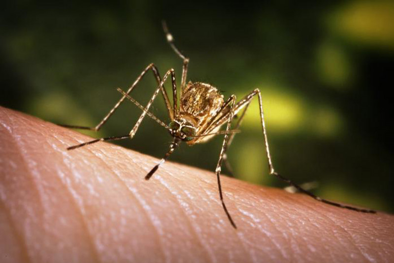 2 fatal Japanese Encephalitis cases detected in Kota Setar