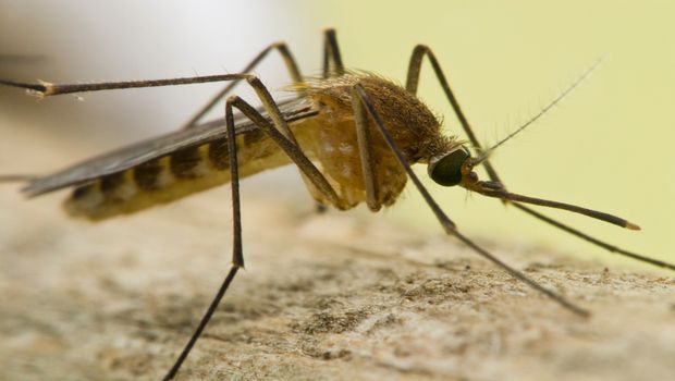 11 Culex mosquito breeding grounds found in Kota Setar