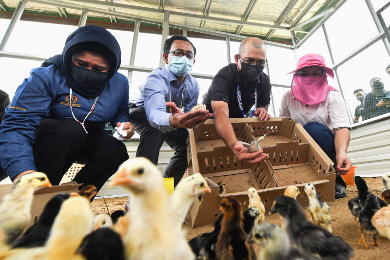No decision yet on subsidy extension for chicken farmers: Kiandee