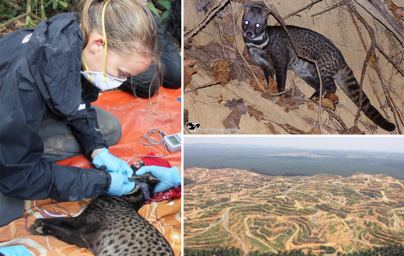 Metal pollution in oil palm estates threatens Kinabatangan wildlife